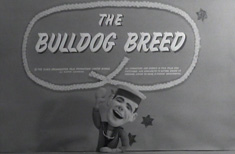 The Bulldog Breed Image